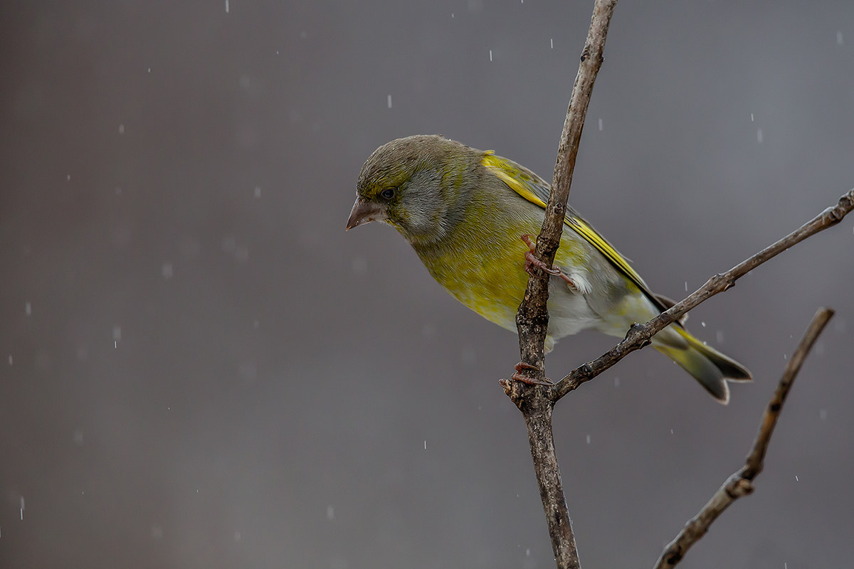 Verdone under the Flood