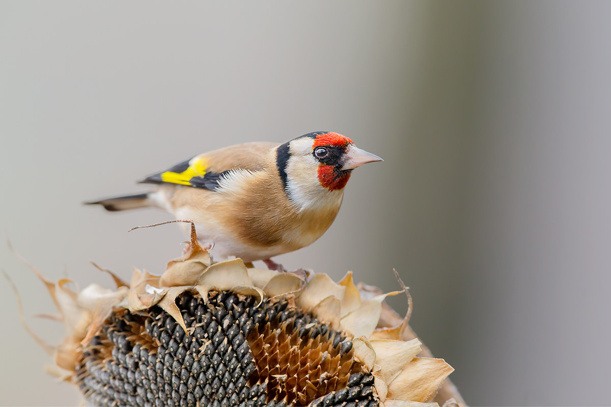 Goldfinch