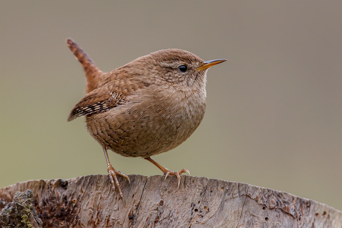 Wren classic pose