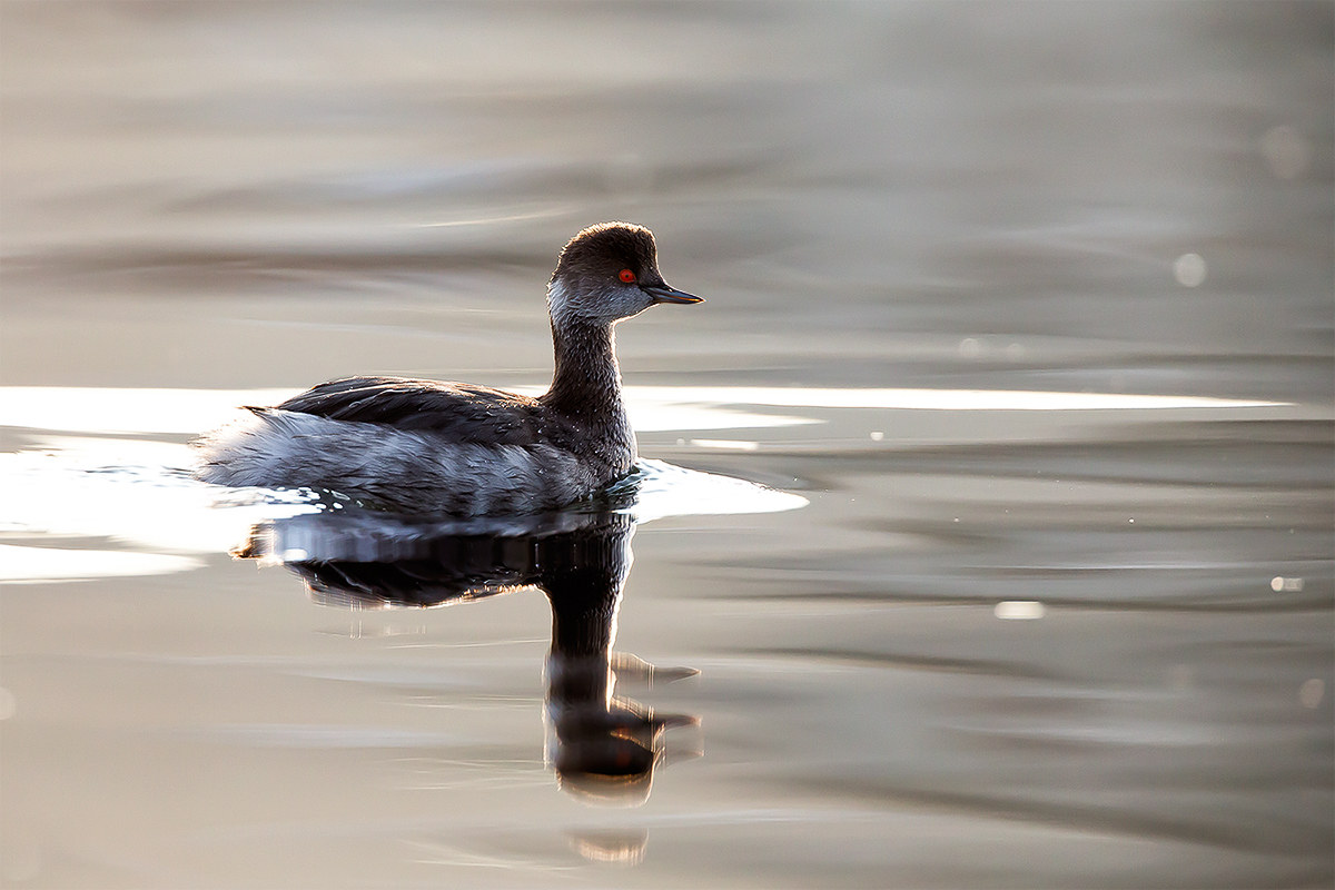Little Grebe