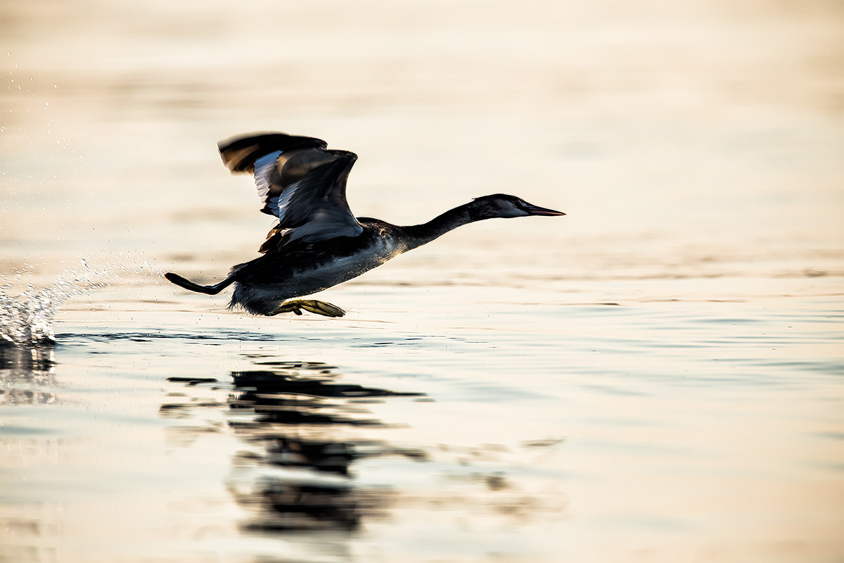 Great Crested Grebe