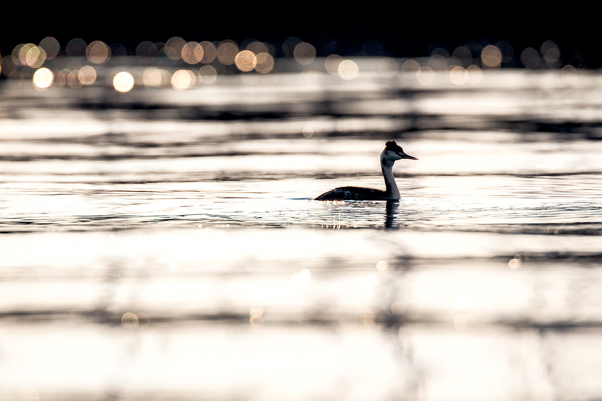 Great Crested Grebe
