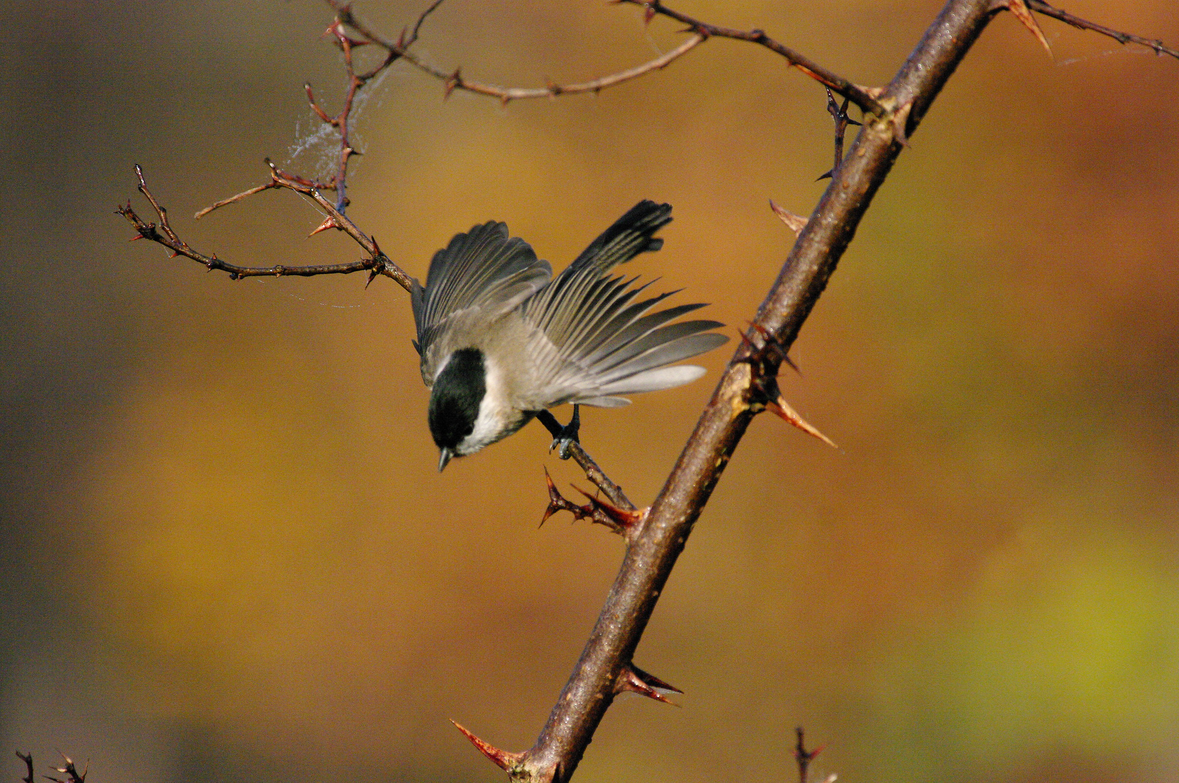 Chickadee