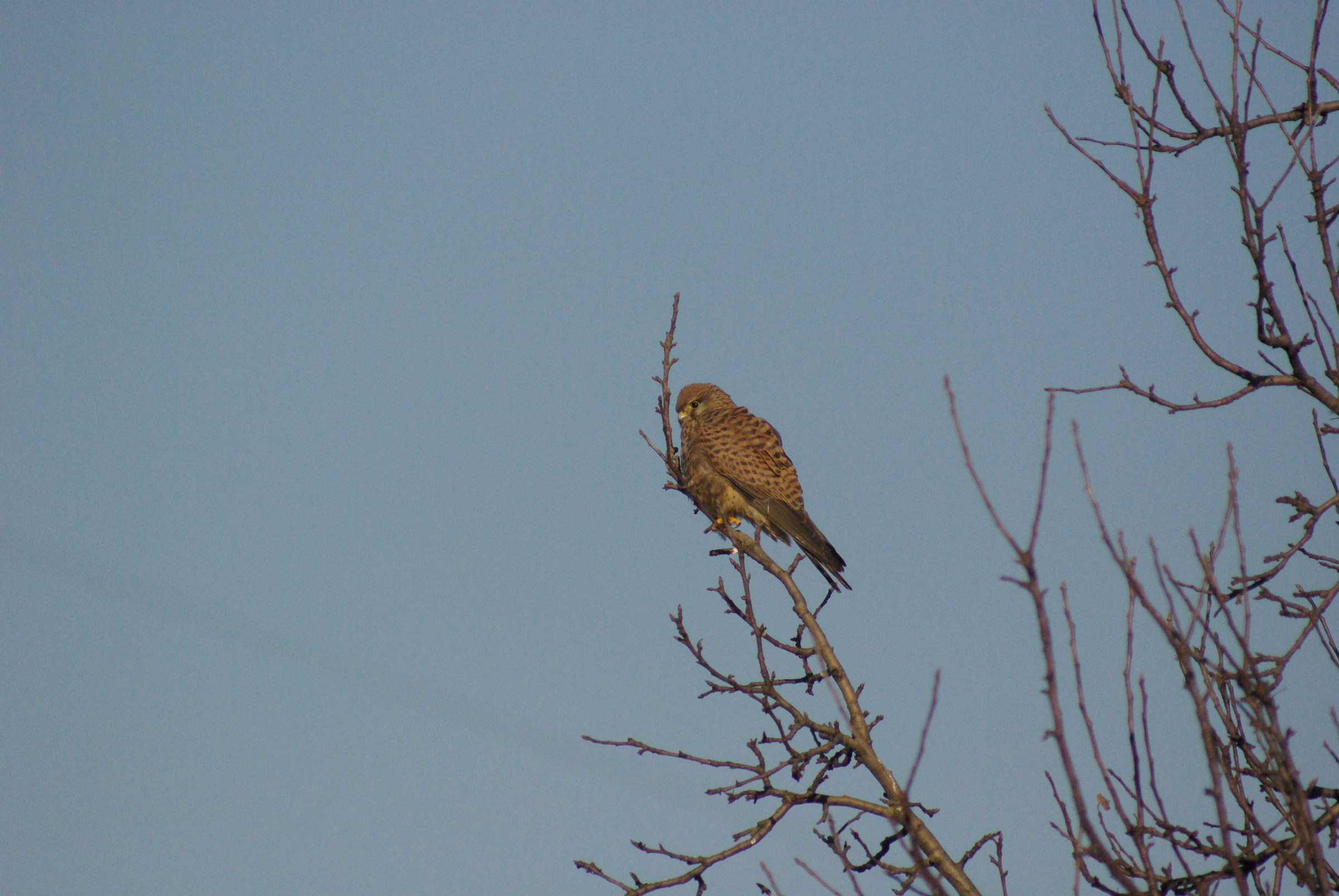 kestrel