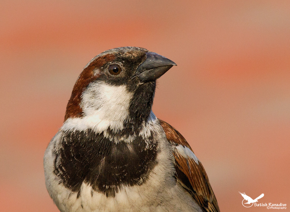 Portrait: House Sparrow.