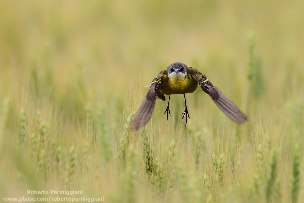 In Yellow Sea in May