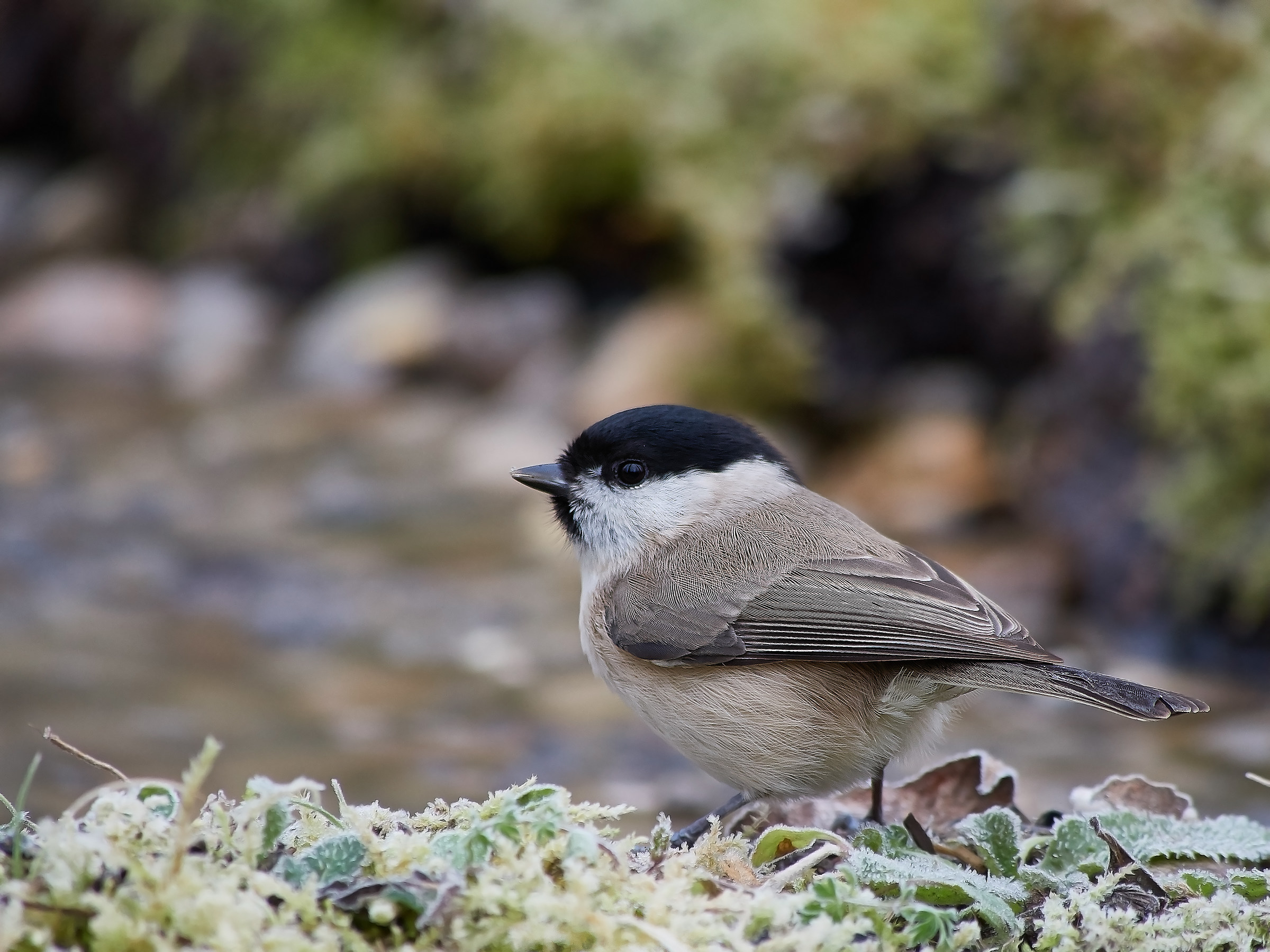 Chickadee