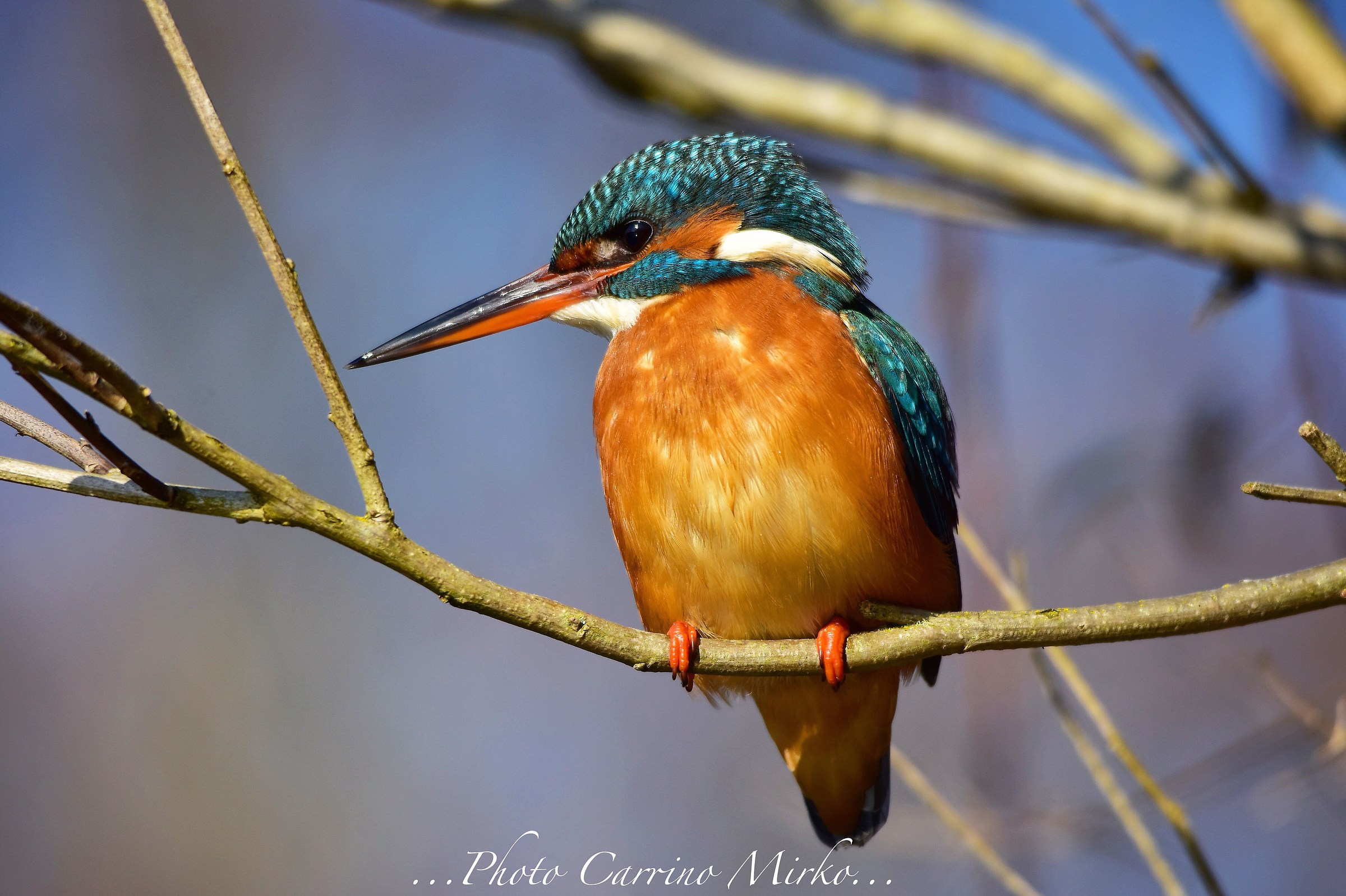 Il mio primo Martino