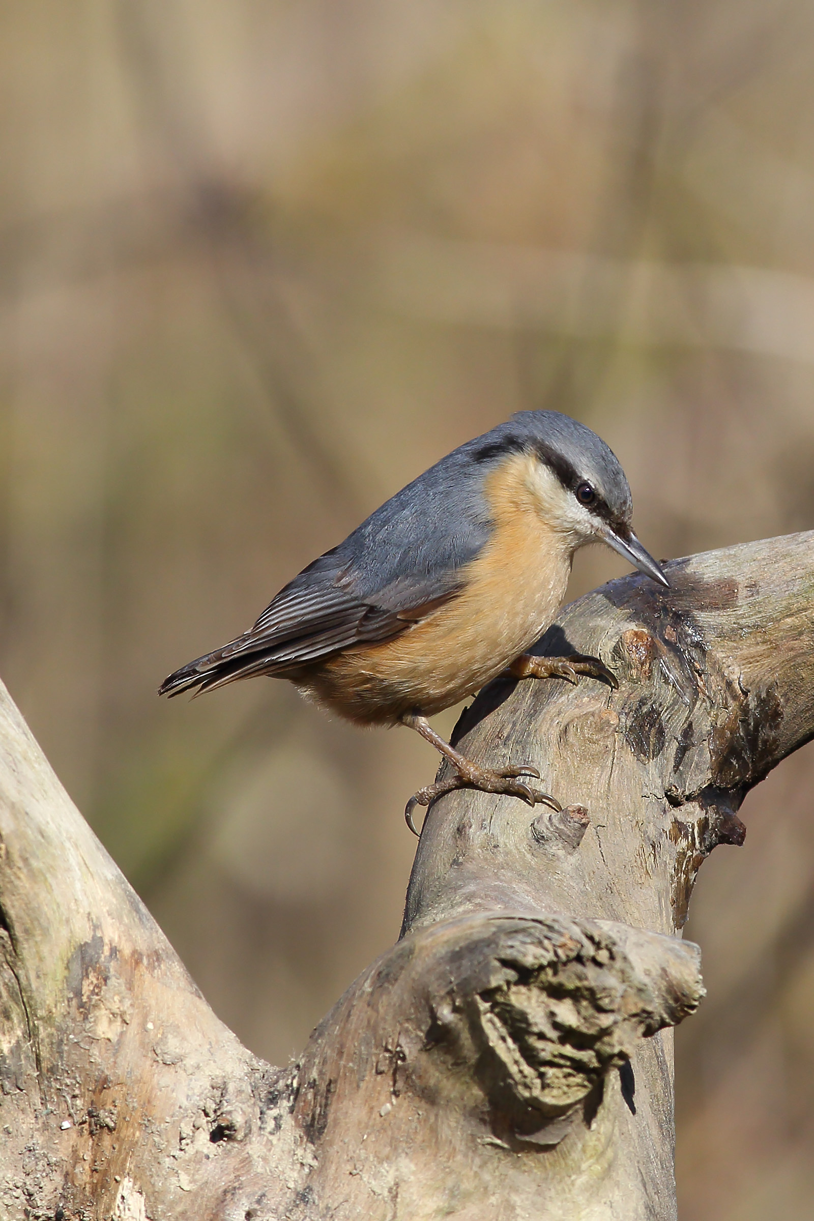 Nuthatch