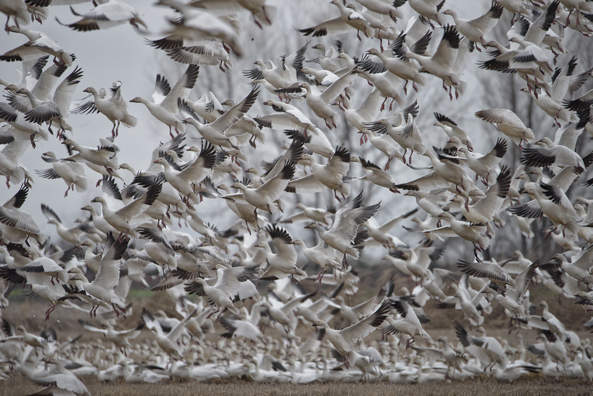 Artic Geese, Sacramento Valley
