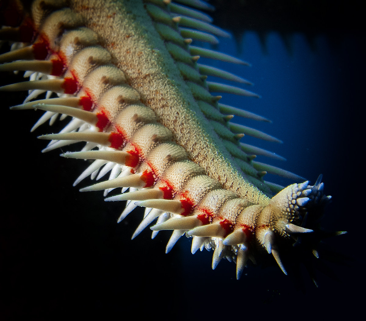 Astropecten polyacanthus