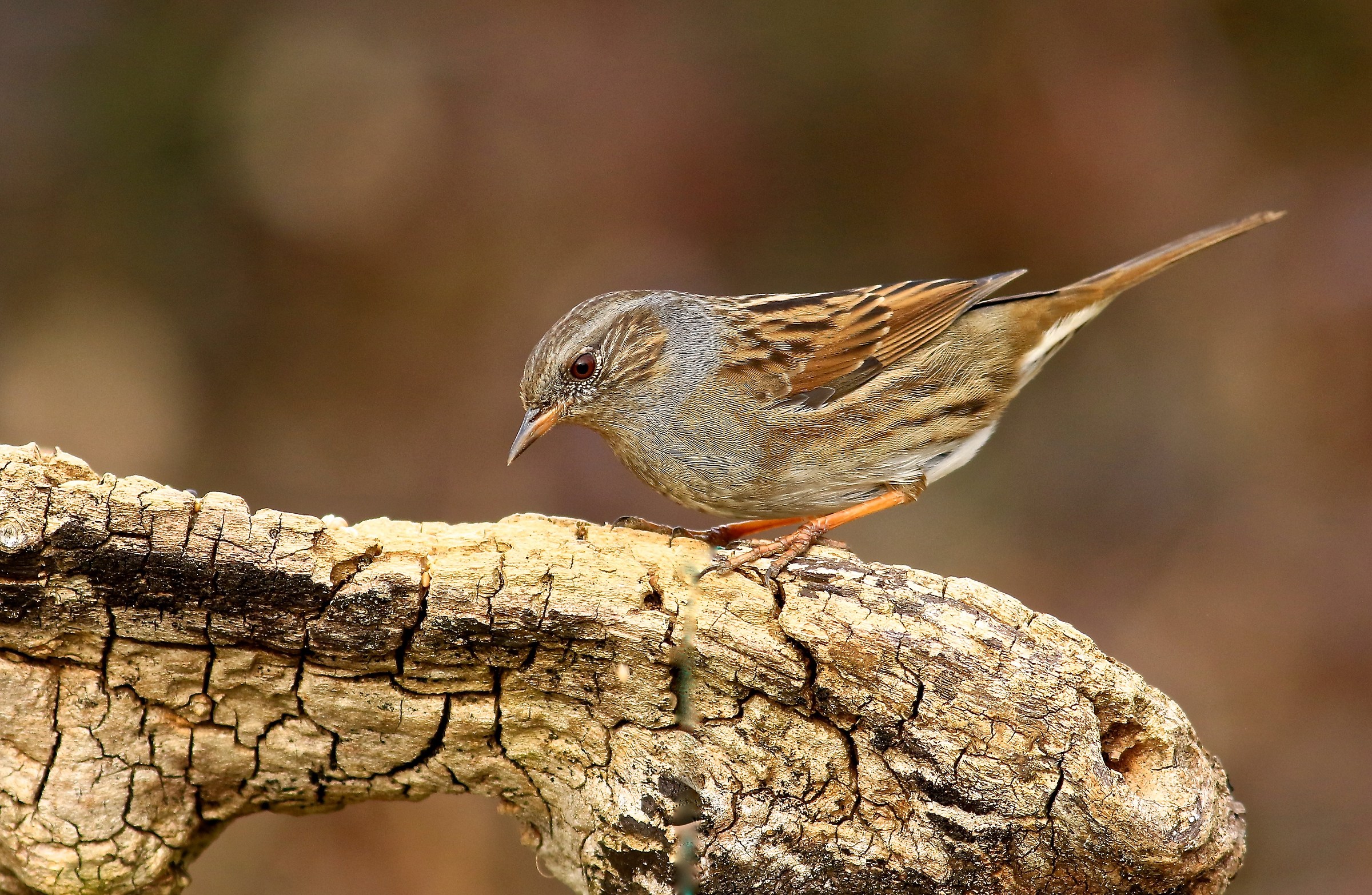 la mia prima scopaiola
