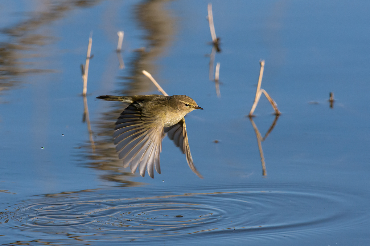 Warbler in flight