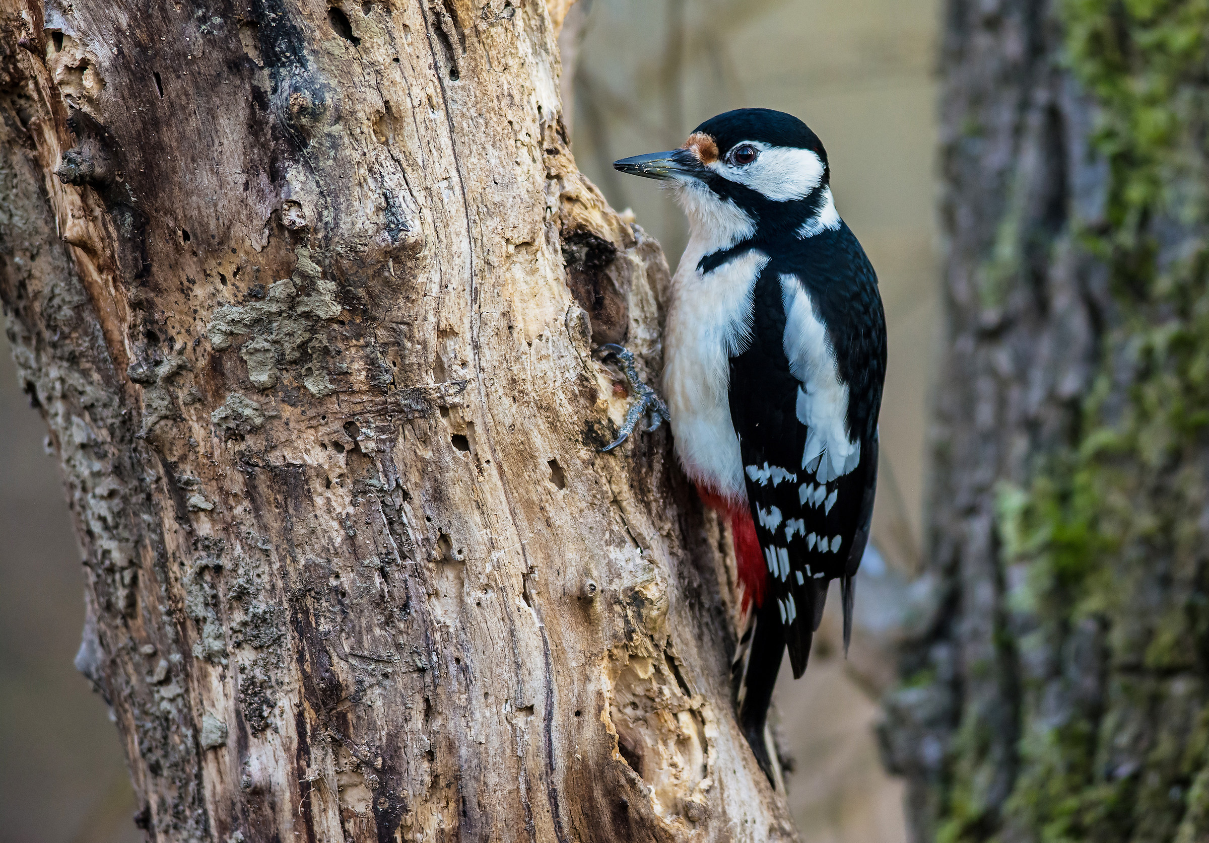 Spotted Woodpecker
