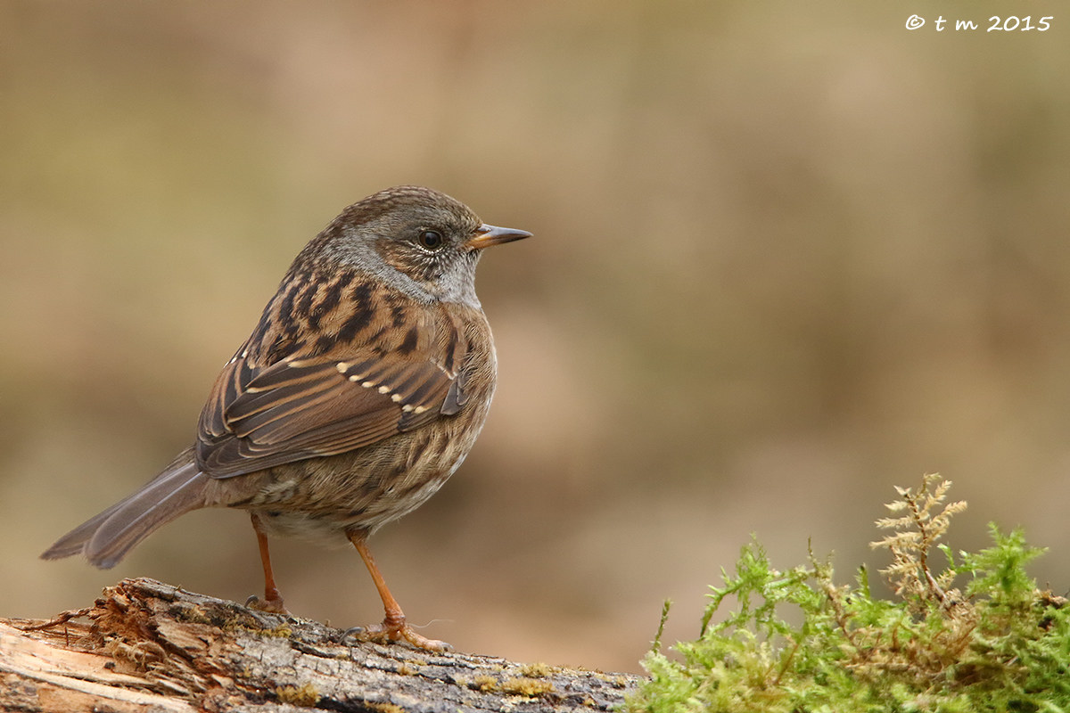 Dunnock