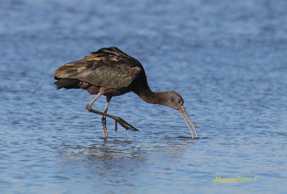 Glossy ibis