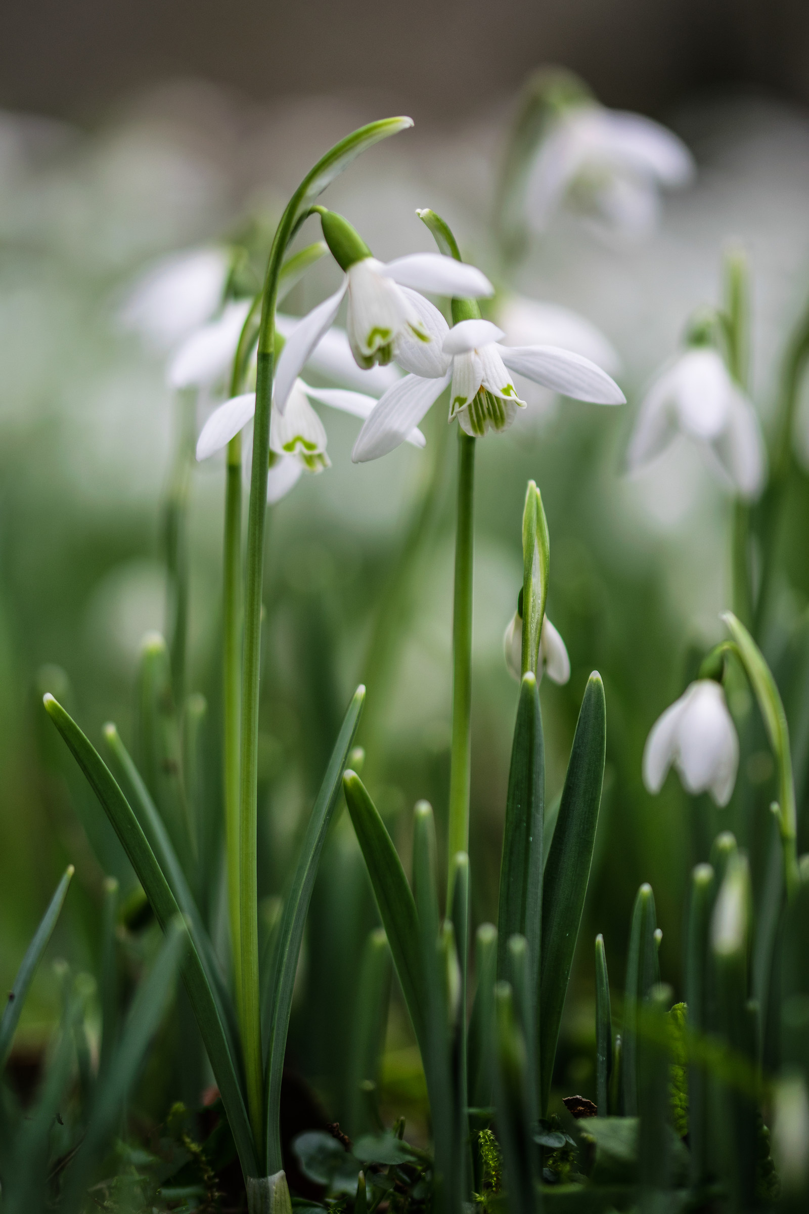 Come piccole lanterne .....