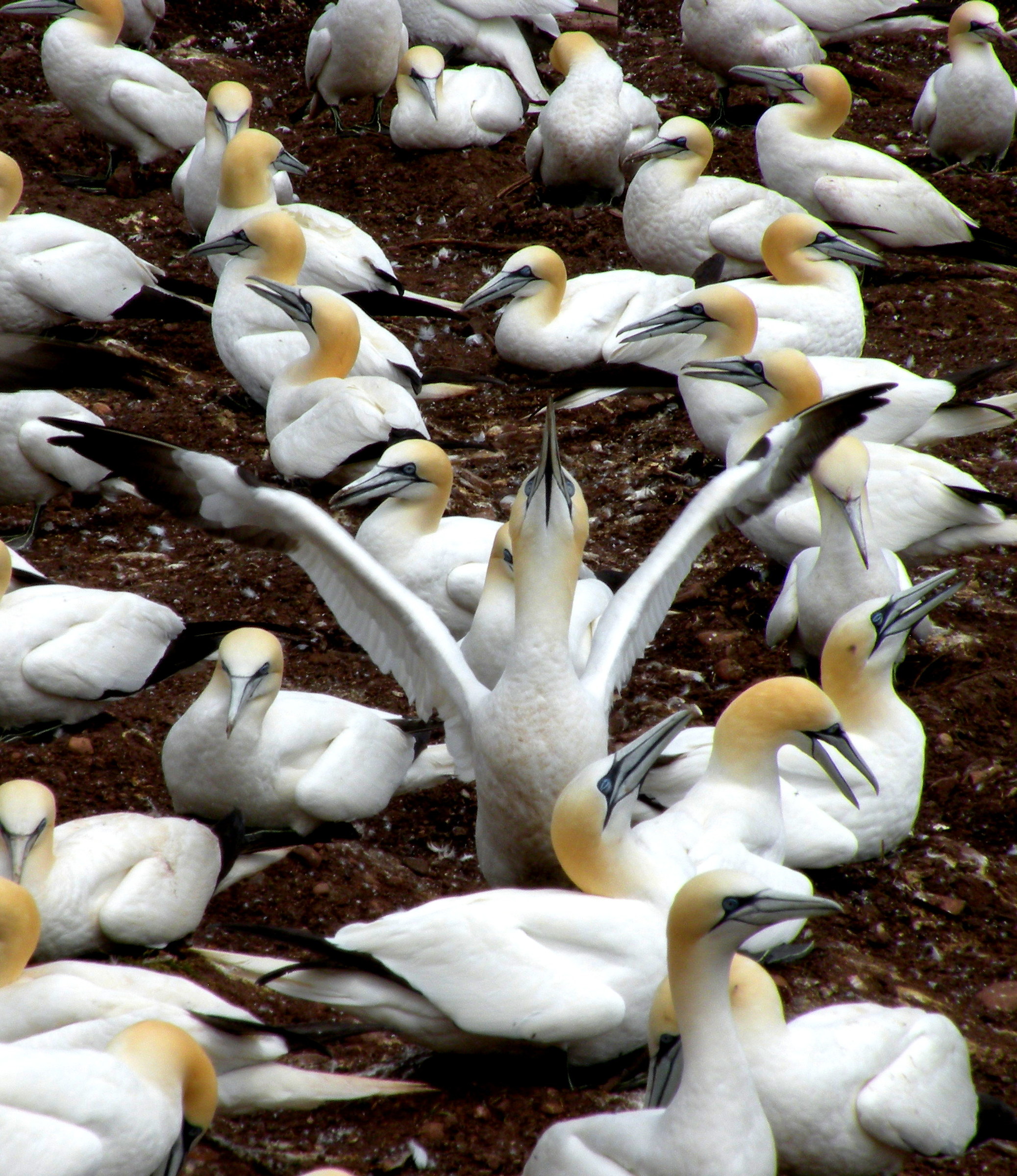 The Wanda Osiris of gannets