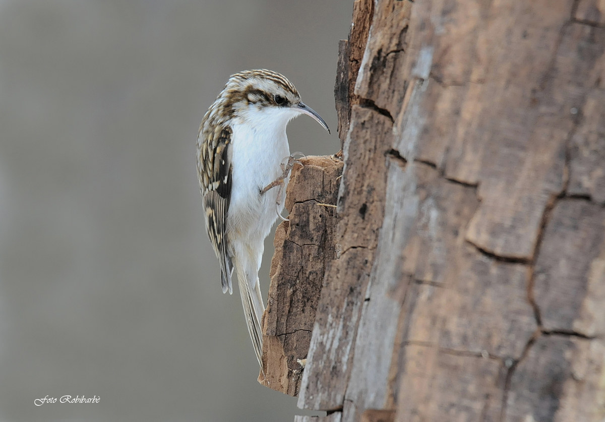Rampichino alpestre...
