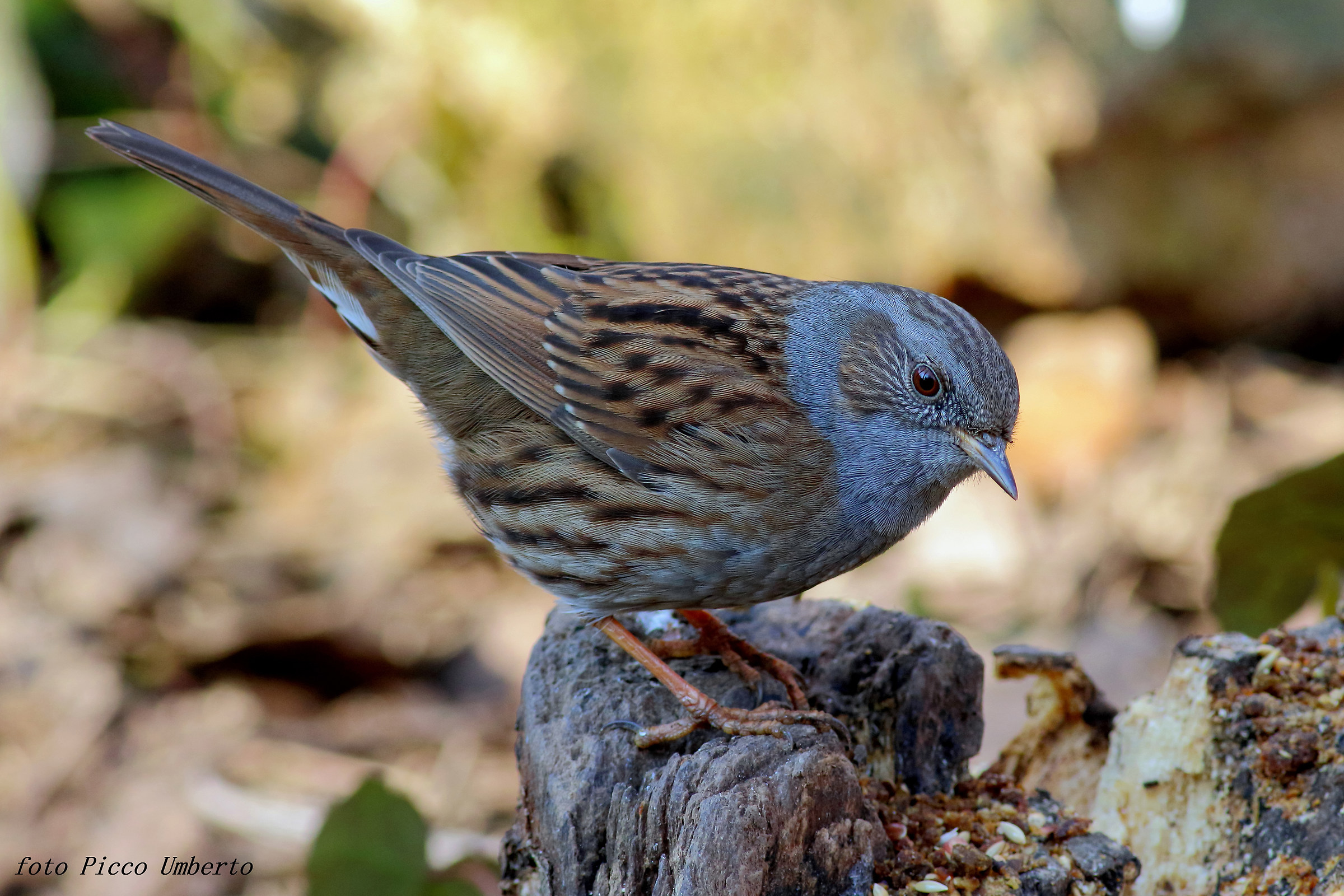 Dunnock 2