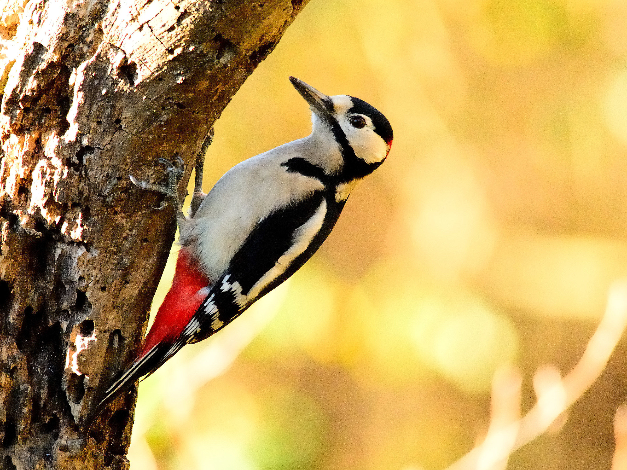 woodpecker