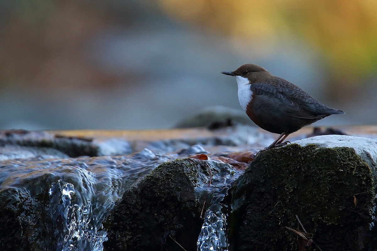 dipper 2