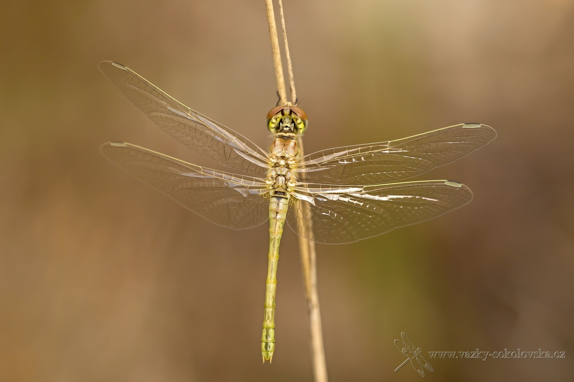 Sympetrum fonscolombii