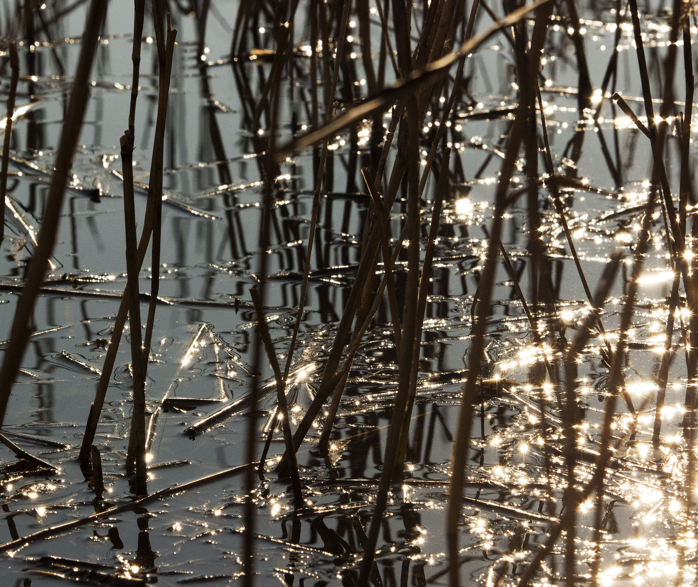 Ghiaccio tra le canne