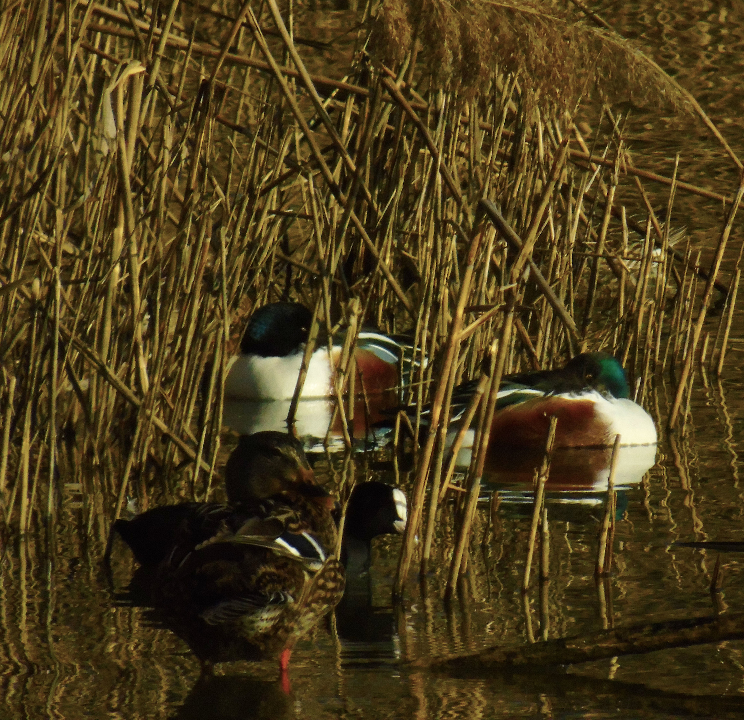 Tra i canneti