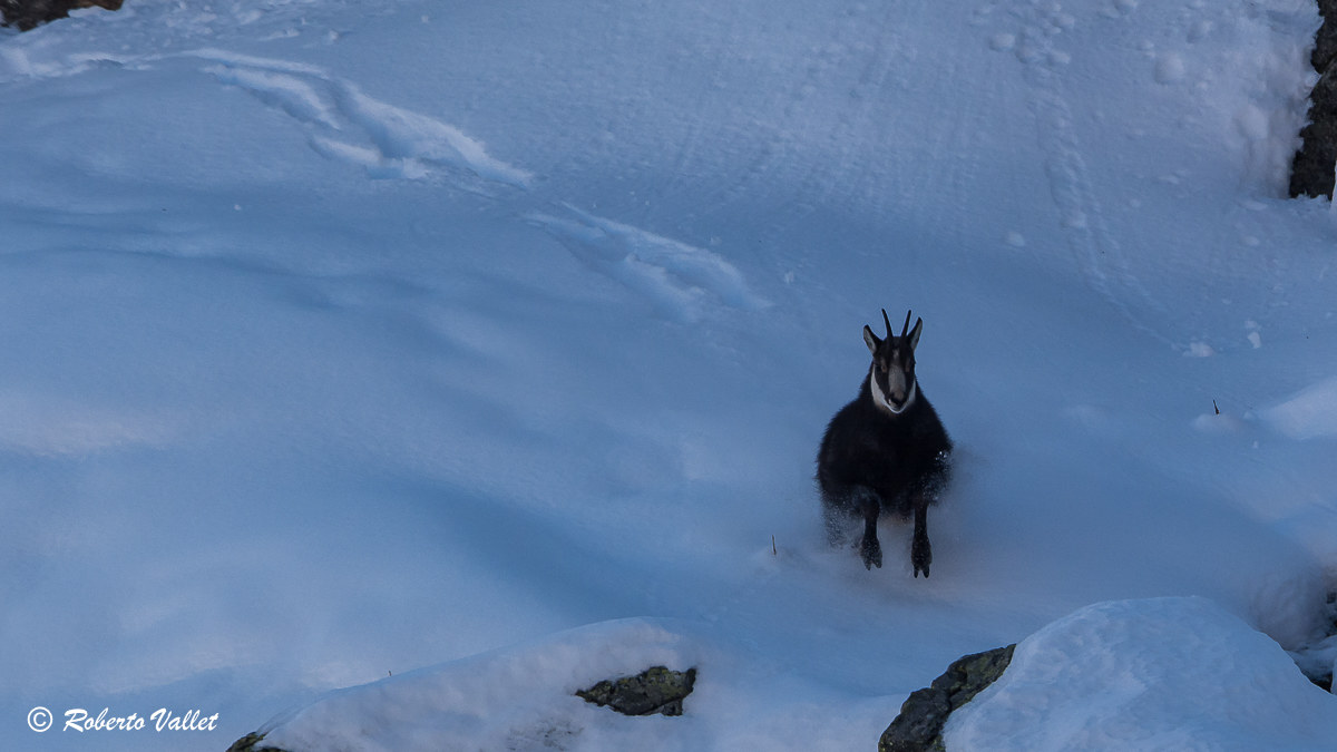 Almost floating on the fresh snow