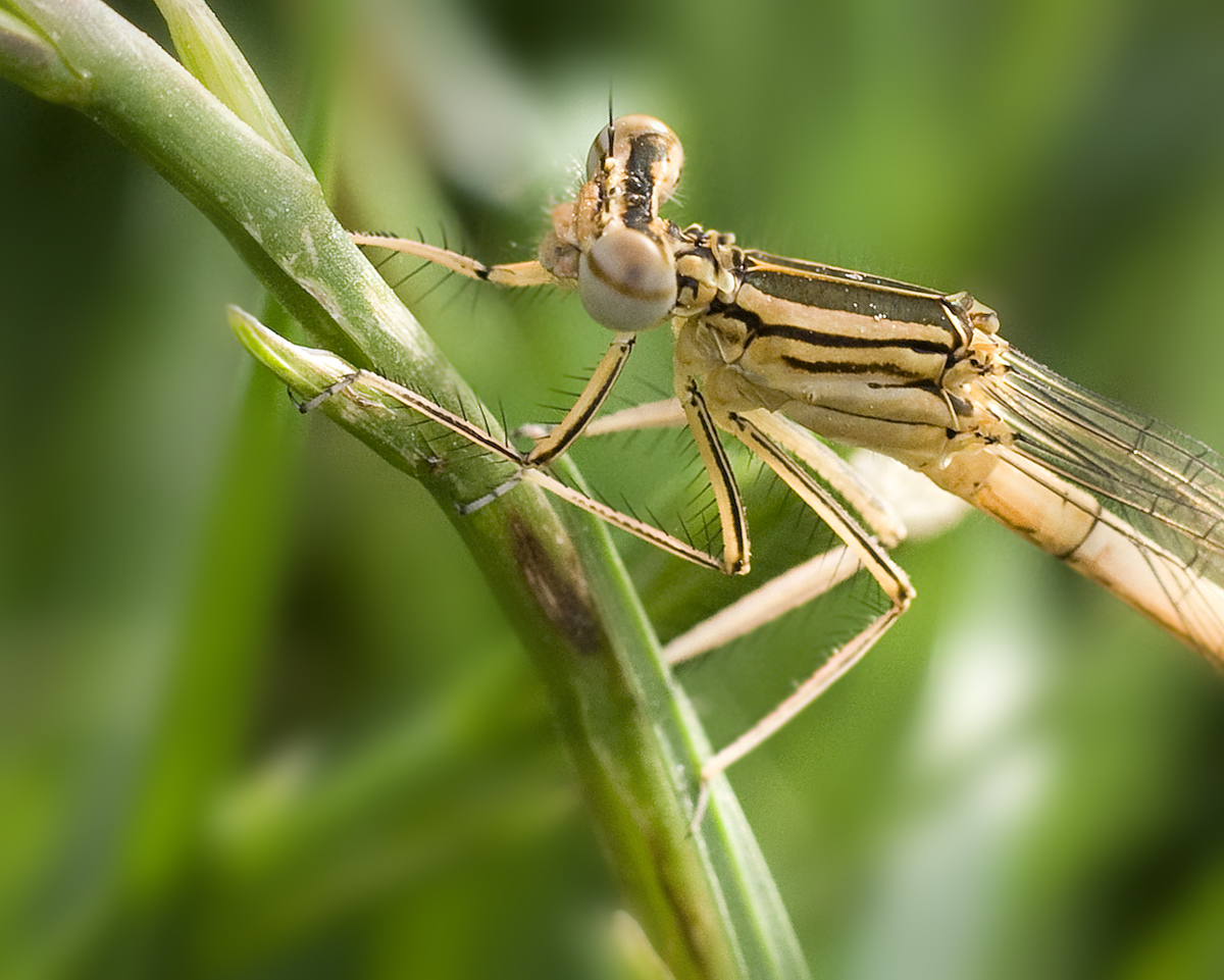 Portrait of a young lady ...