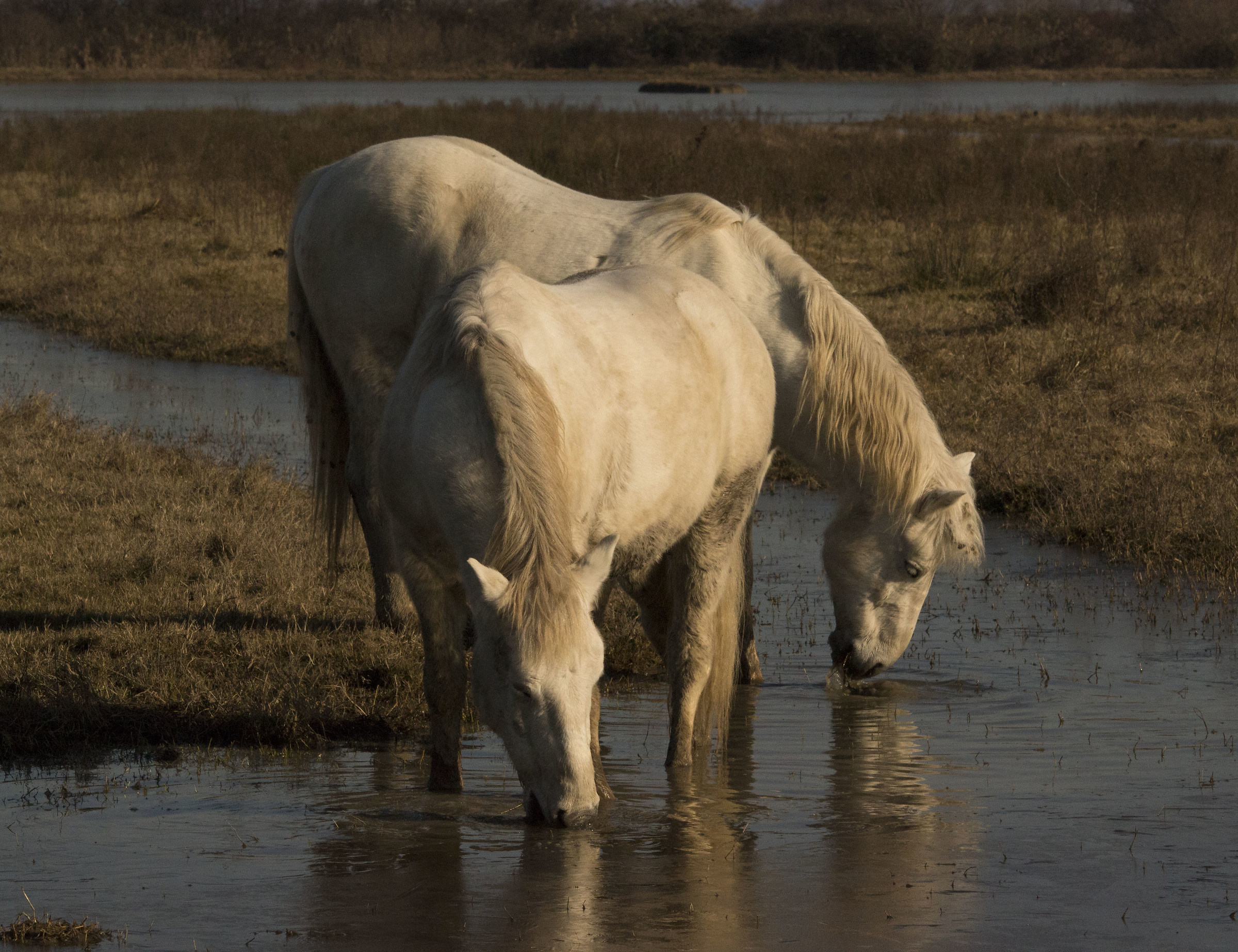 Cavalli negli acquitrini