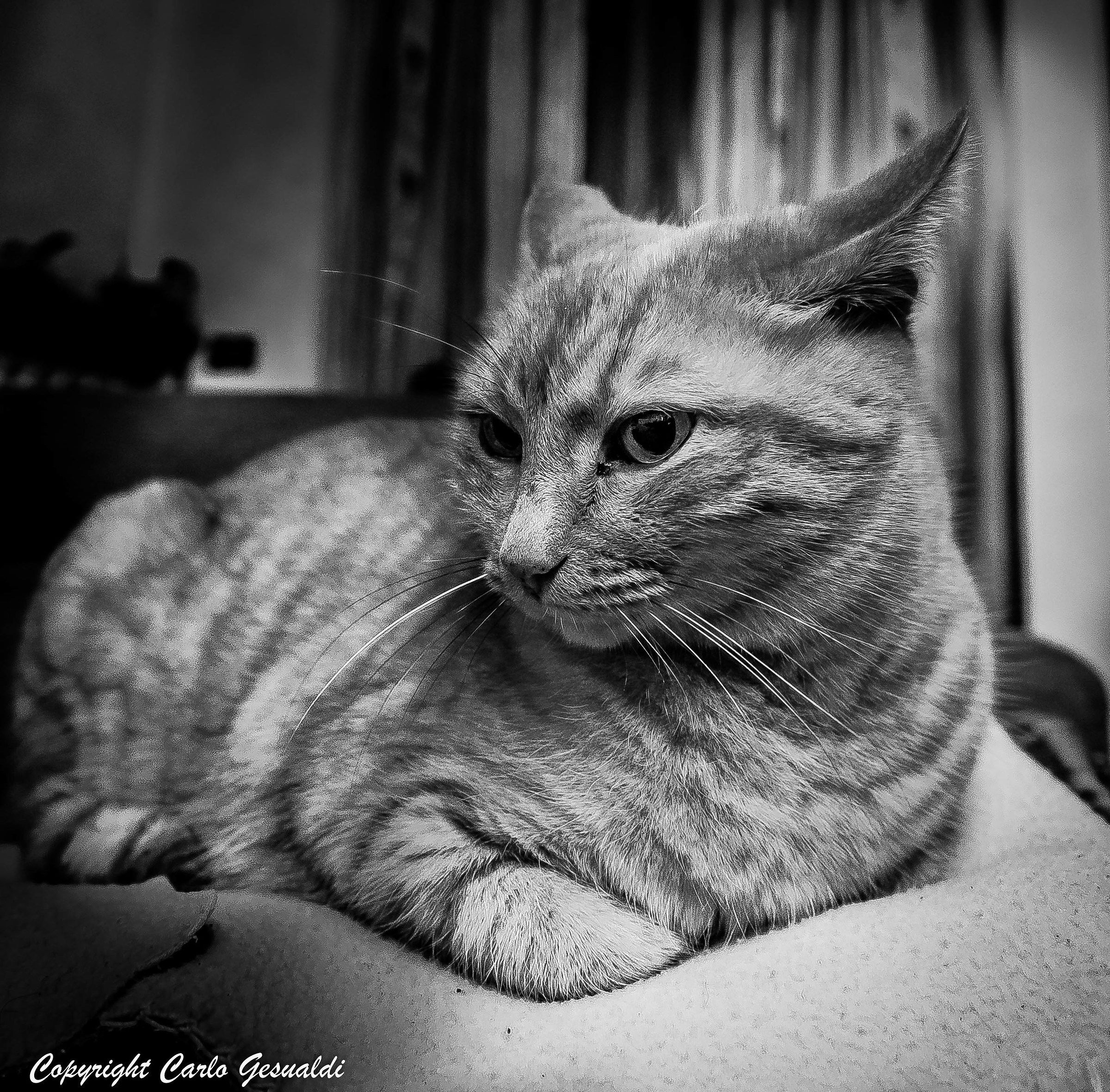 Luna.... la nostra Tigrotta