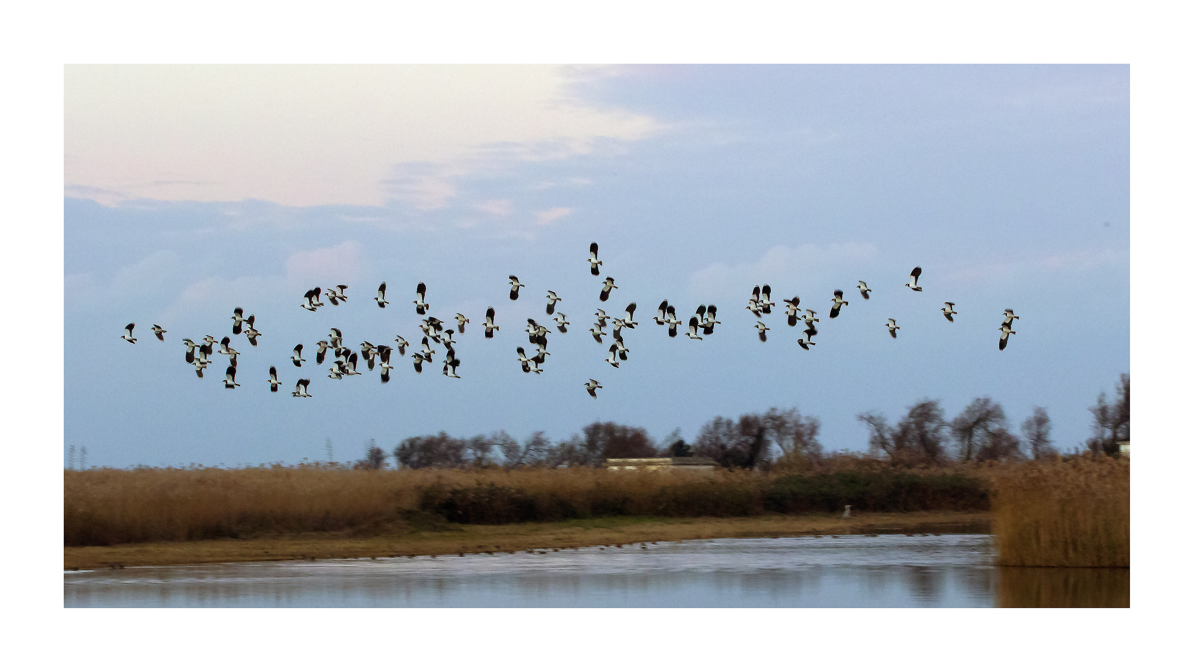 pavoncella (vanellus vanellus)