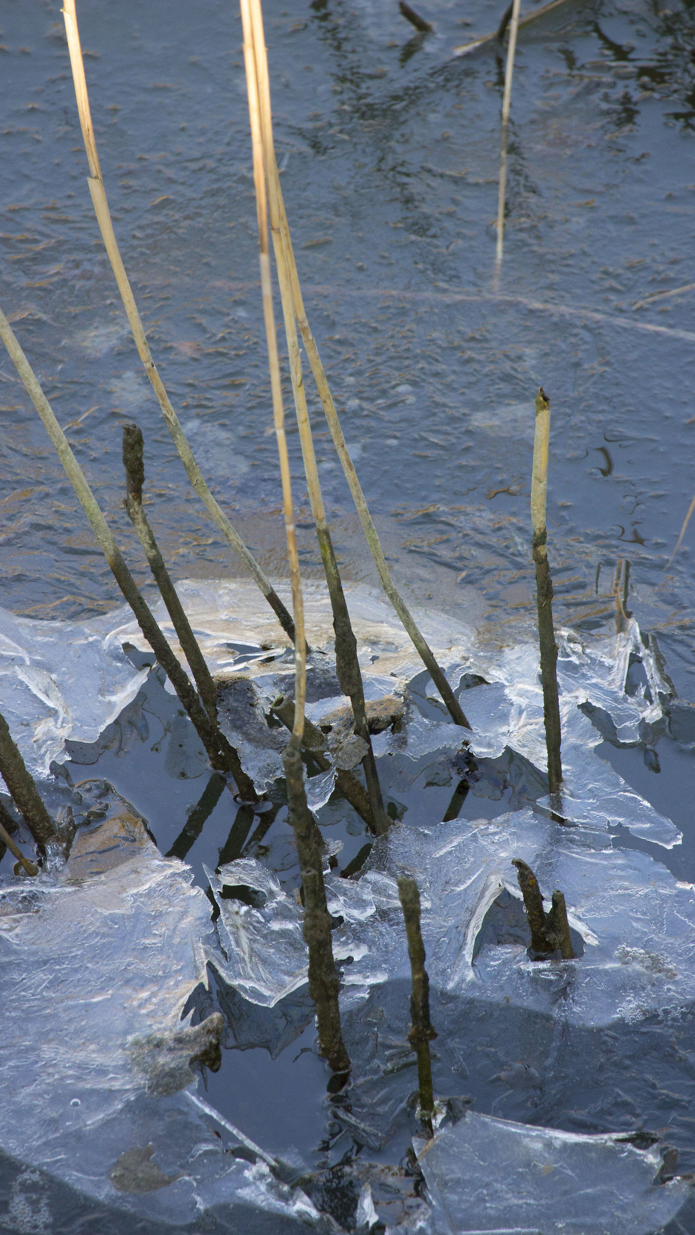 Ghiaccio negli acquitrini