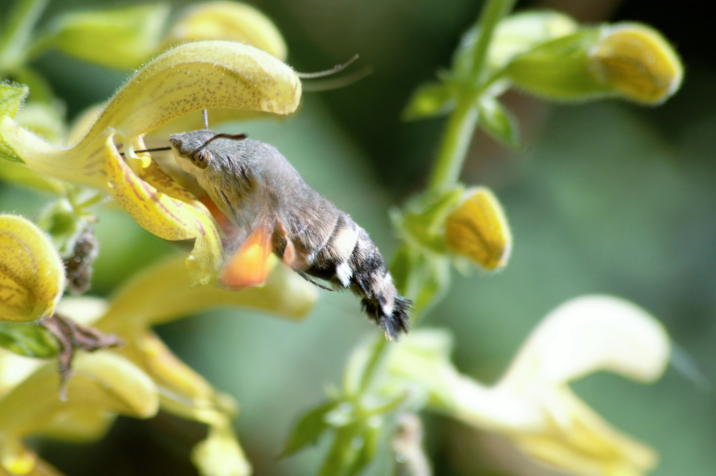 macroglossum stellatarum su salvia gialla