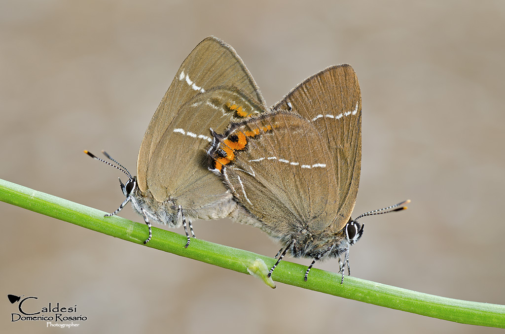 Satyrium w-album in coupling