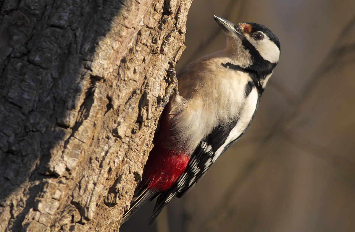 Picchio rosso maggiore