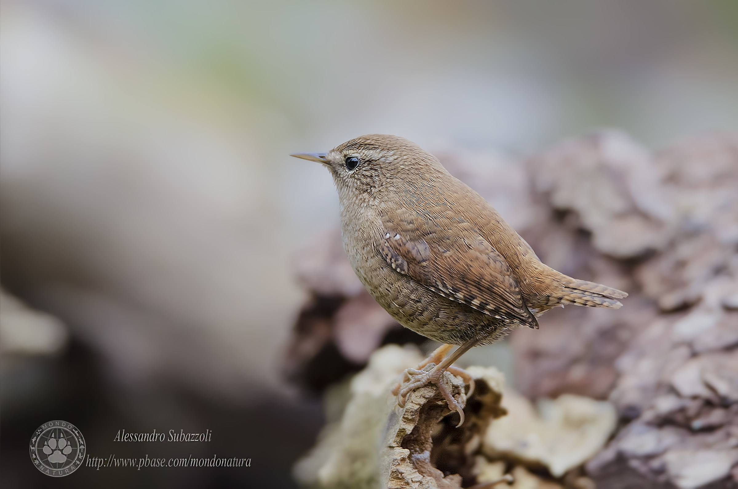 Wren