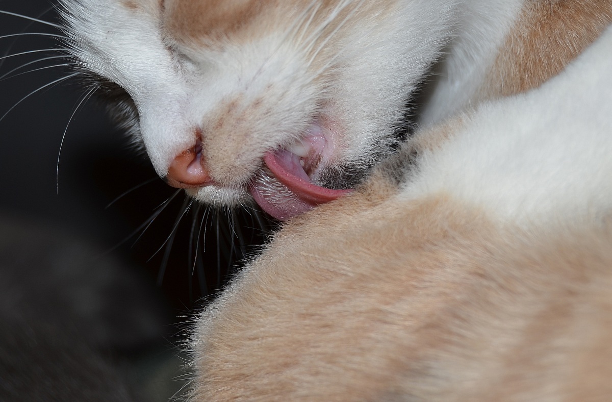 Particolare lingua del gatto...