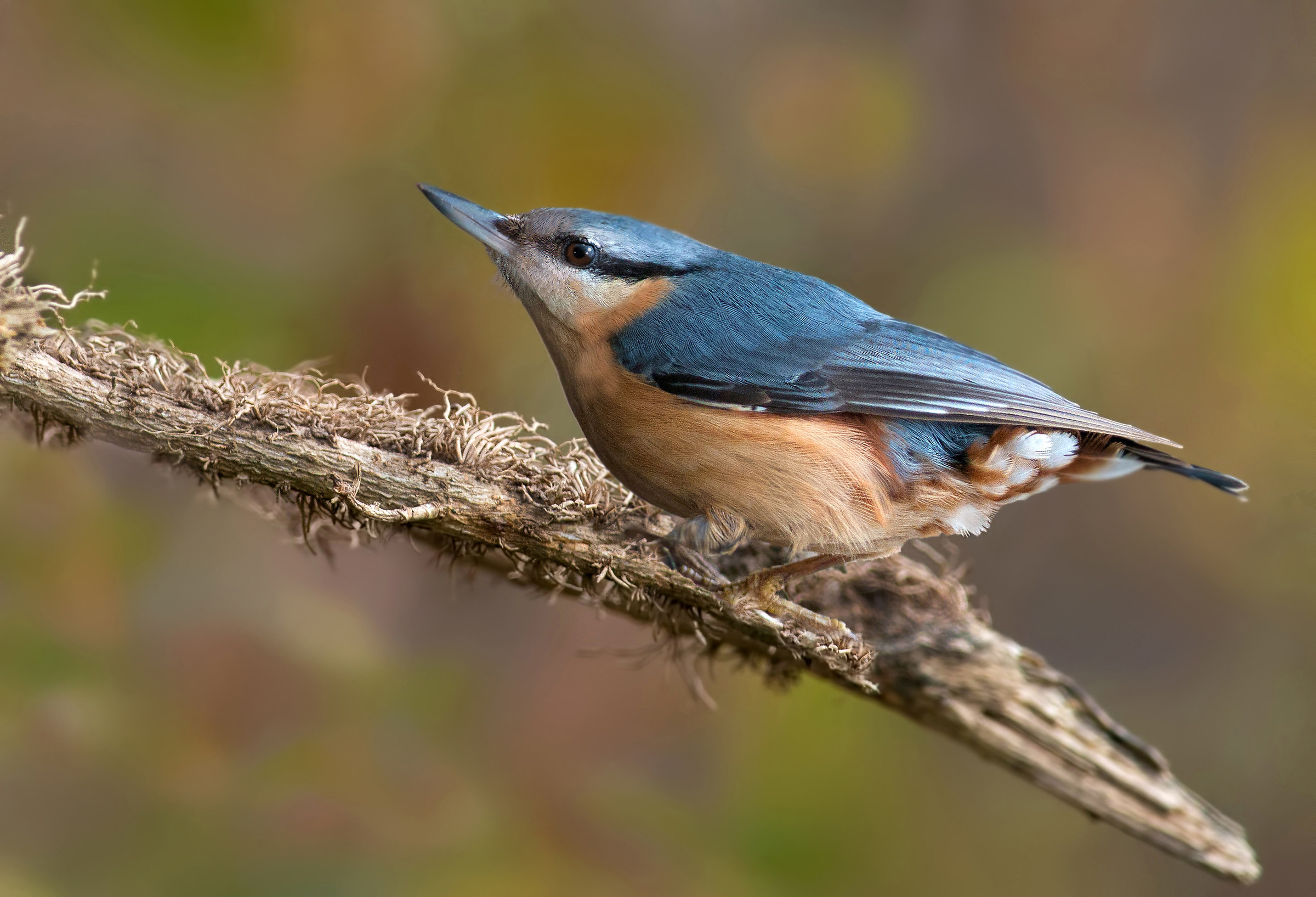nuthatch