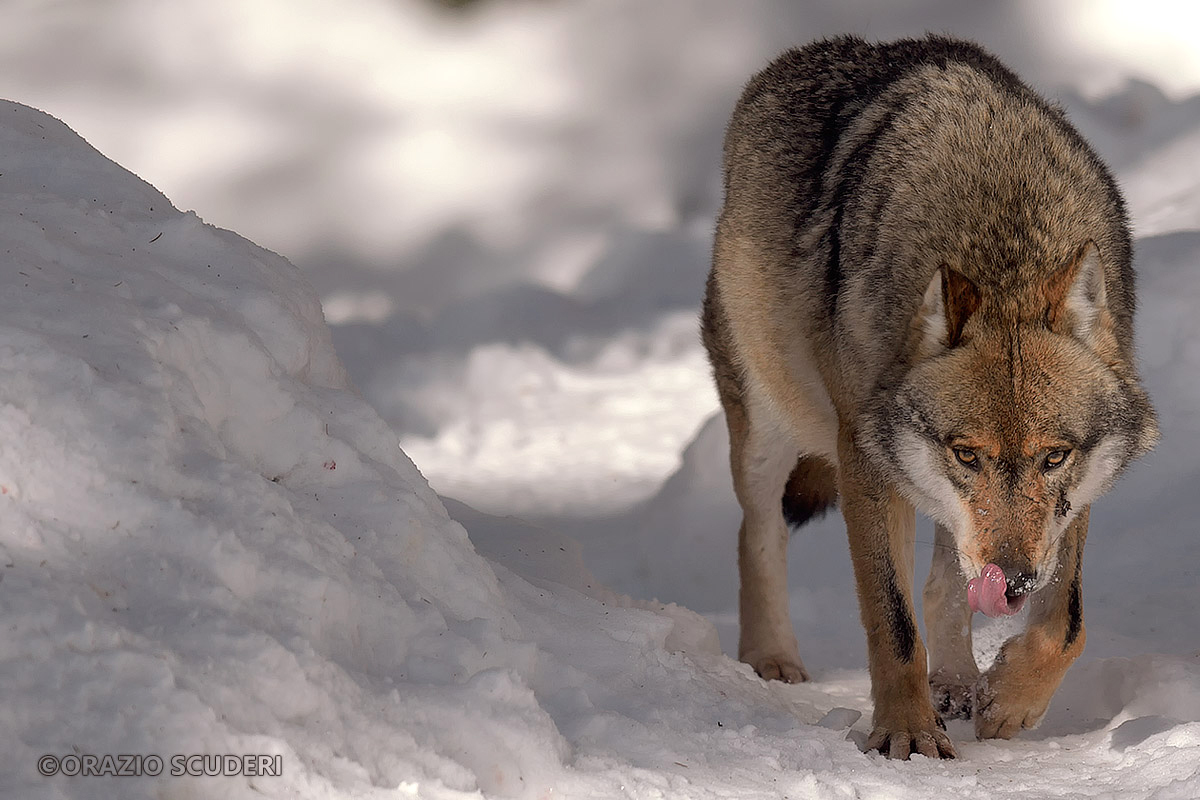 Wolf - Controlled Environment - Bayerischer Wald 2016