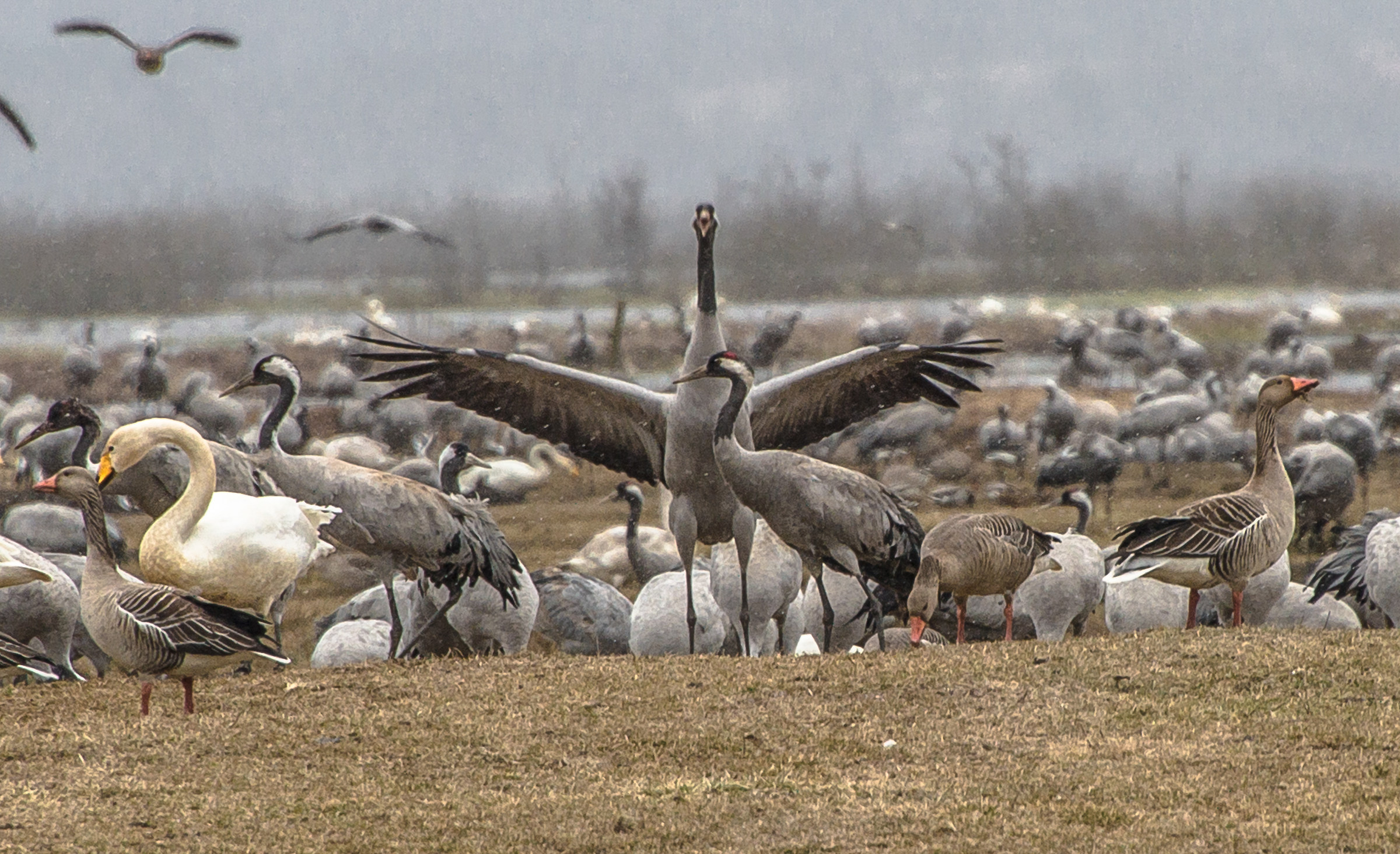 le gru e la loro danza