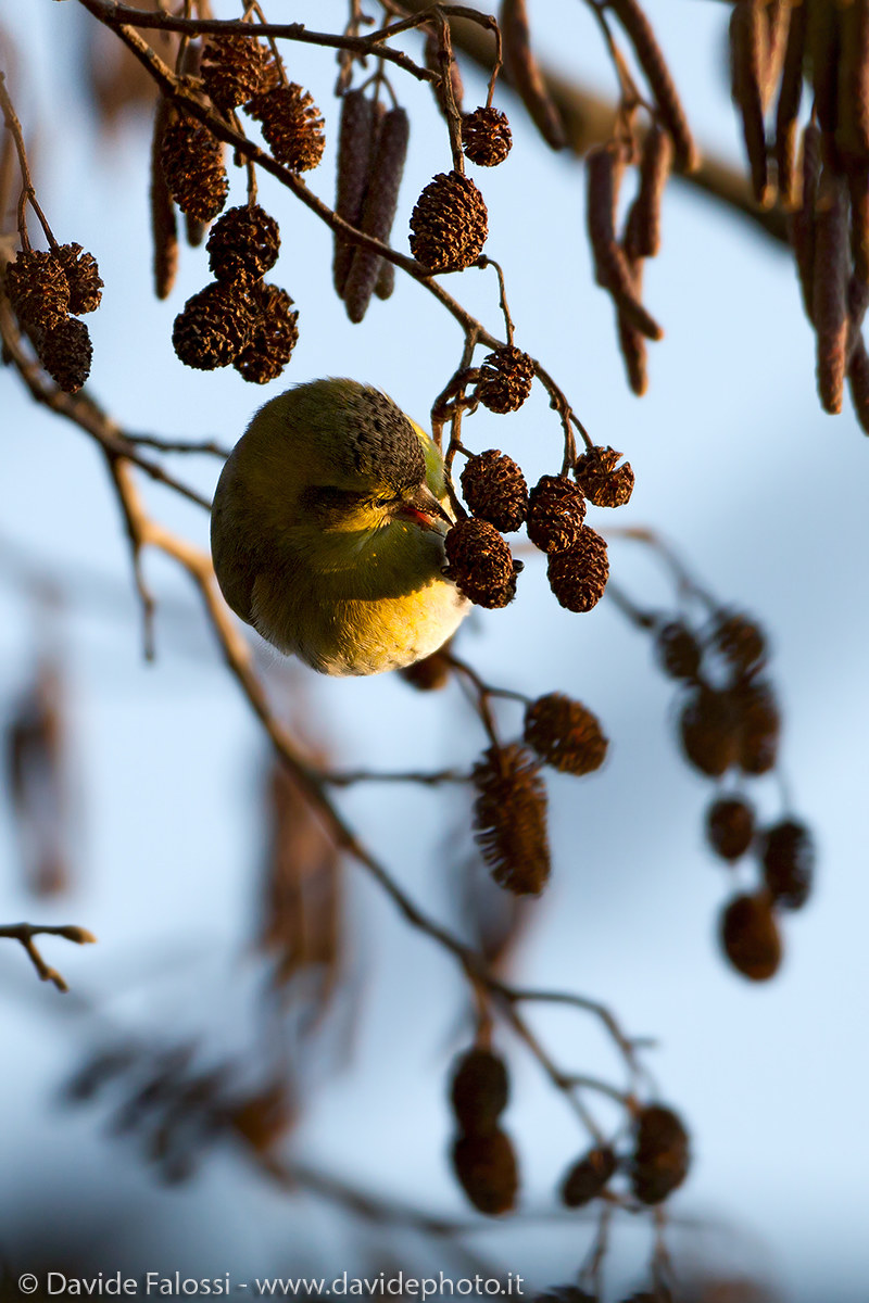 Siskin dawn