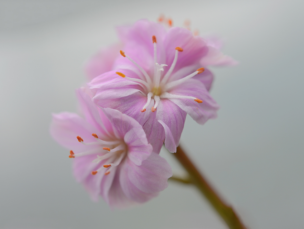 Soft lewisia