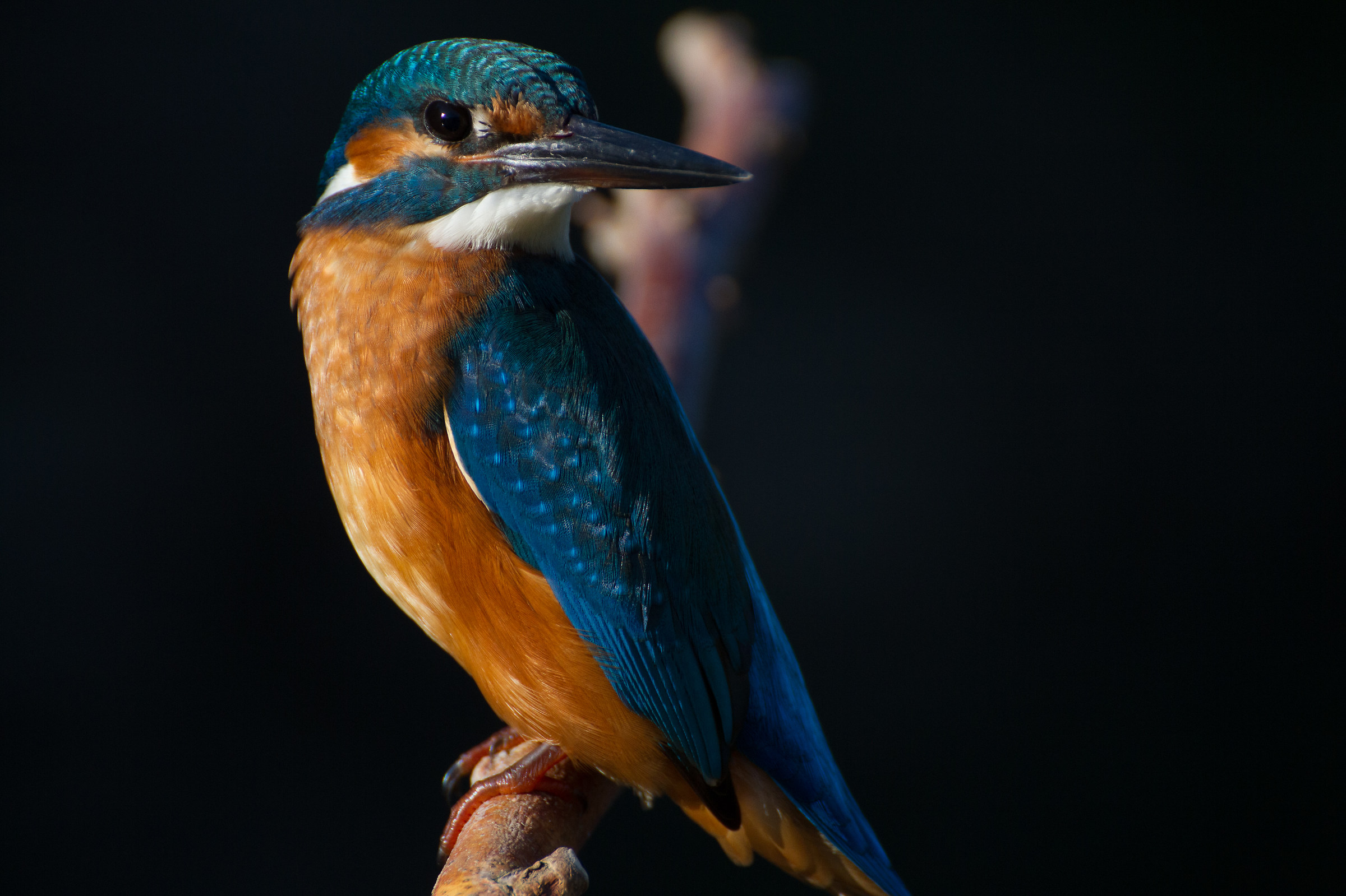 Alcedo atthis close up