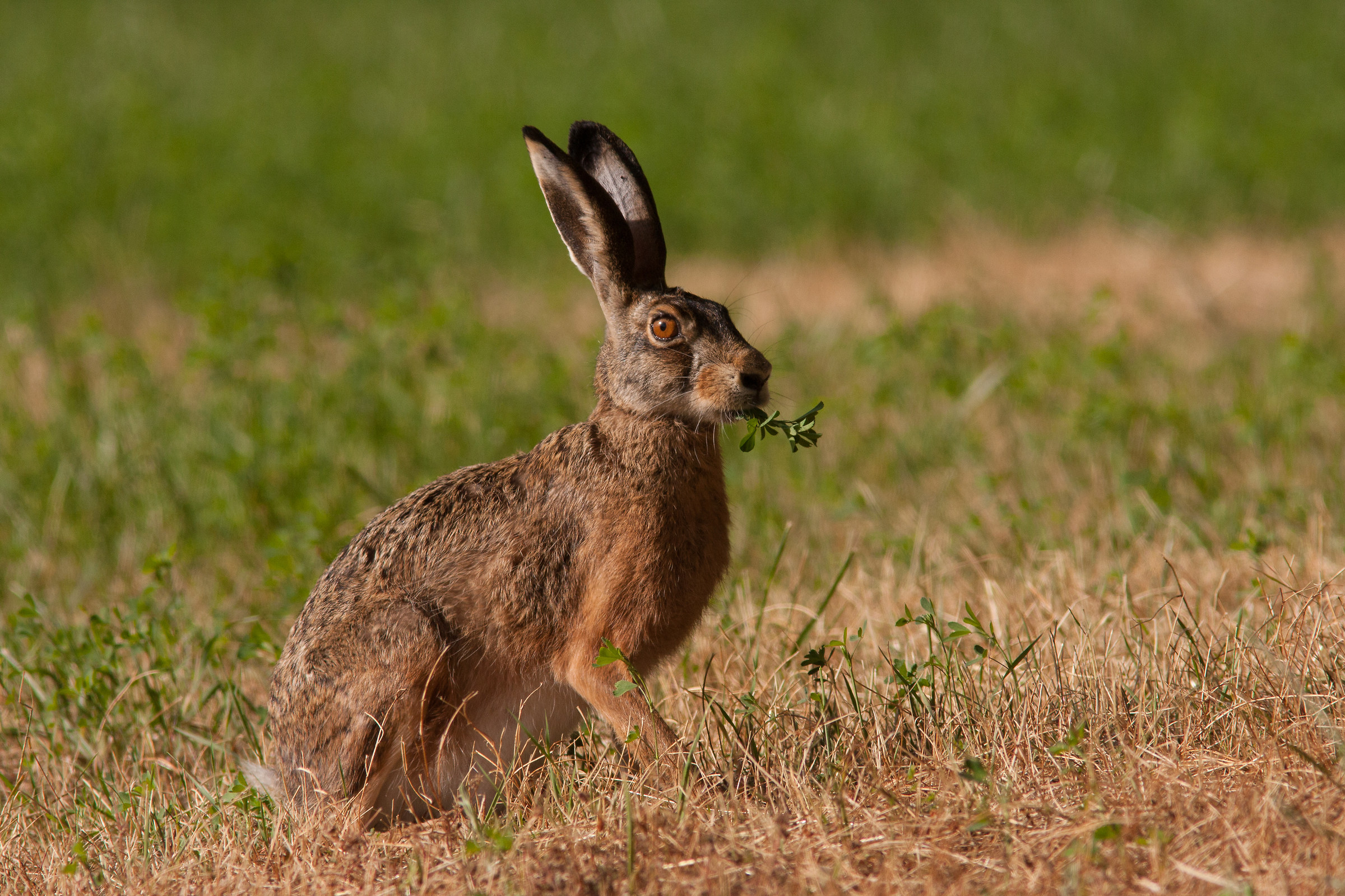 Lepus Corsicanus