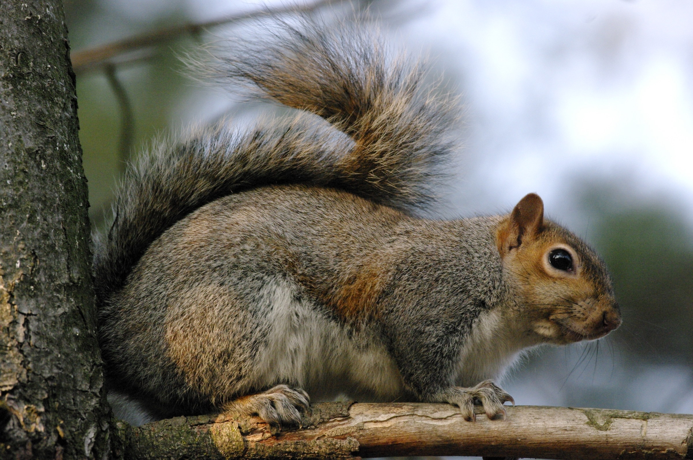 Gray squirrel