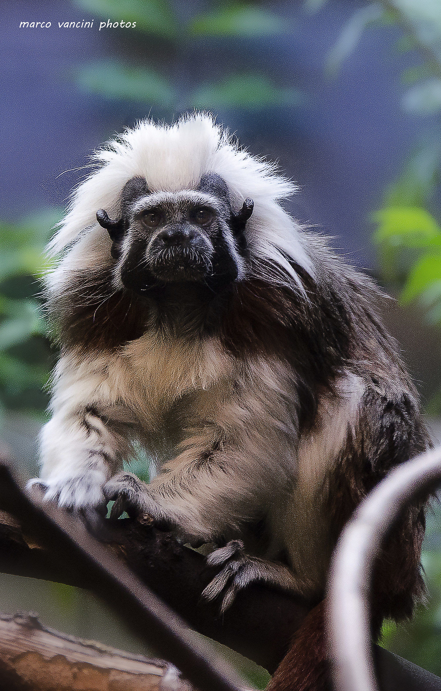 Saguinus oedipus.. scimmia piu piccola al mondo