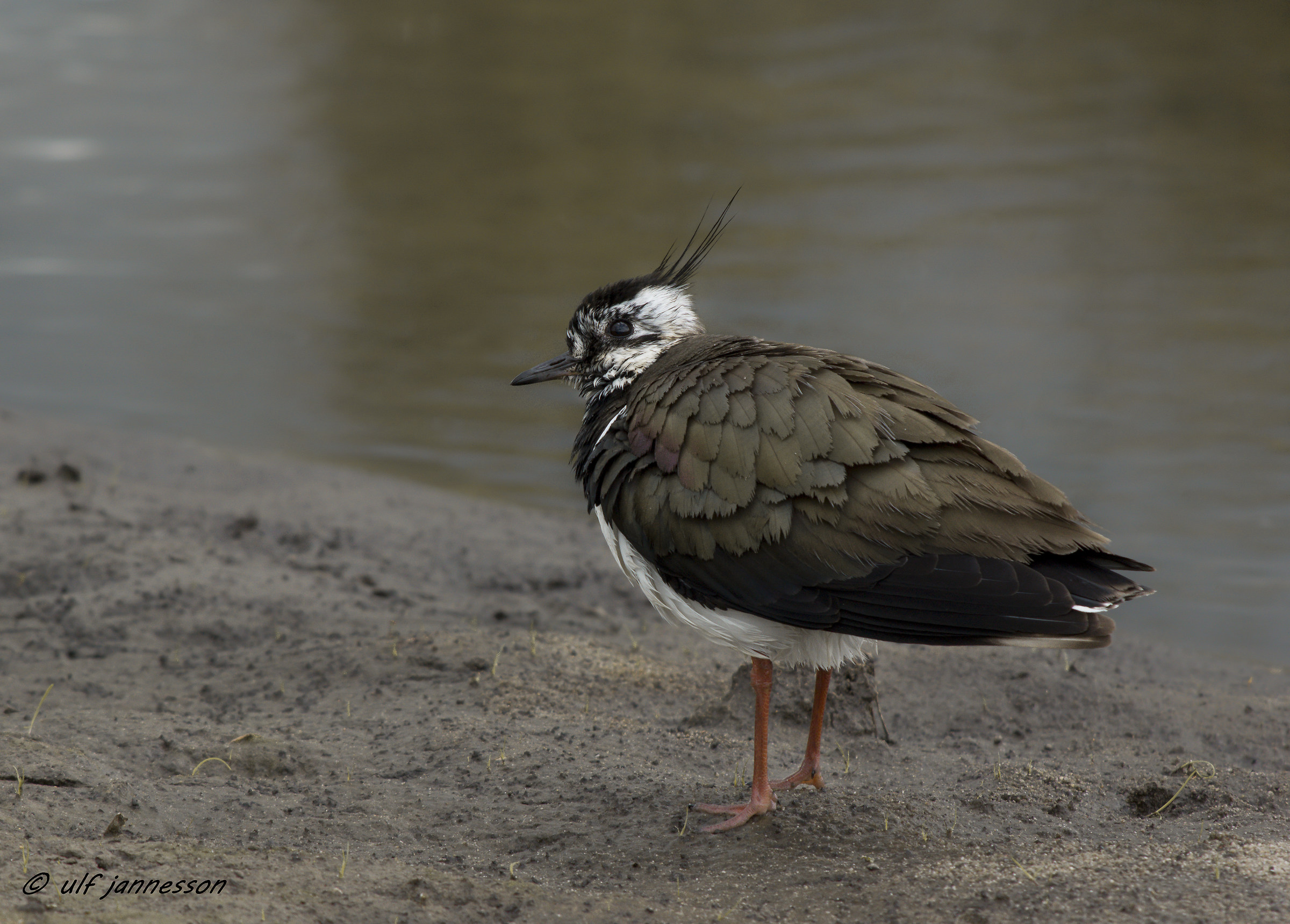 Lapwing. One of the most beautiful birds in Sweden.